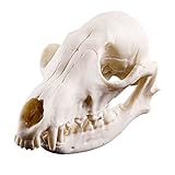 SunniMix 水族館　装飾　現実的　フォックス　スカル　樹脂　教育　スケルトン　モデル　素晴らしい　置物