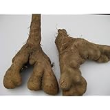 長野県産 山の芋(短形自然薯） お試し向き 2～8個入り（約2ｋｇ前後）箱※生食用です。種芋使用については保証出来かねますのでご遠慮ください