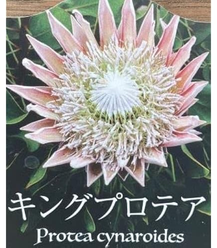 Amazon.co.jp: 希少大株?? バンクシア スワンプ オージープランツ 植栽