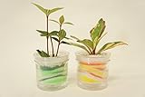 【ズボラさんでも大丈夫!!自動給水だからお世話が簡単です♪】　観葉植物　ハイドロカルチャー　自動給水器　アクアサンド　緑・黄２個セット