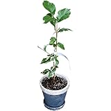 KOBE Flower smith ReiRi　送料無料 ちょっと珍しいカラフルレモン 斑入りレモン ピンクレモネード