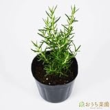 ローズマリー ホワイト 立性 【苗】 ９ ｃｍ ポット ＜当店は 苗 種 鉢 培養土 ニーム の専門店＞