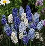 ムスカリ　ミックス　２０球入