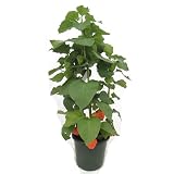 ホオズキの鉢植え(5号鉢)