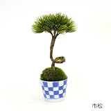 CUPBON 松・扇 そばちょこ 波唐草 盆栽 造花 フェイクグリーン