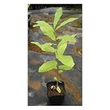 クヌギ苗 3.5号ポット