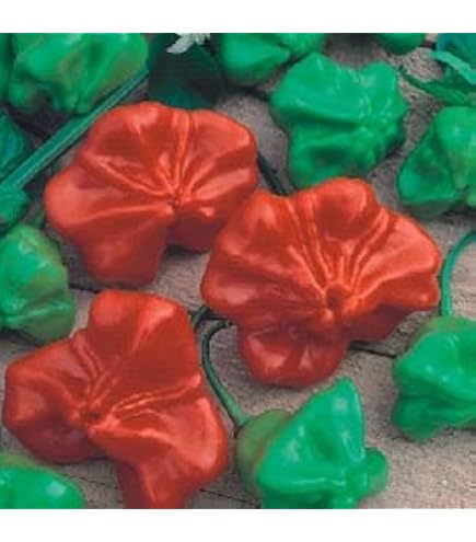 Amazon.co.jp: トウガラシ種子 シェイロ pimenta de cheiro（ピメンタ