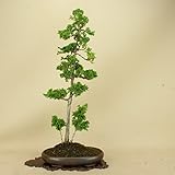 津山桧/ツヤマヒノキ 中品盆栽 （松柏盆栽）（いよじ園 伊予路園）