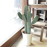 サボテン 墨烏帽子 スミエボシ 2本立ち 6号鉢サイズ 鉢植え