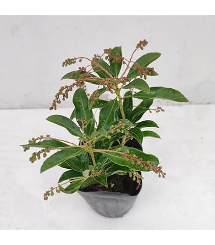 Amazon | SORA 紅花アセビ H700～900mm（鉢底より） | 植木