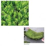 オンリーワン　植栽　コケ・カモジ苔（ネットマット）　HE3-K405