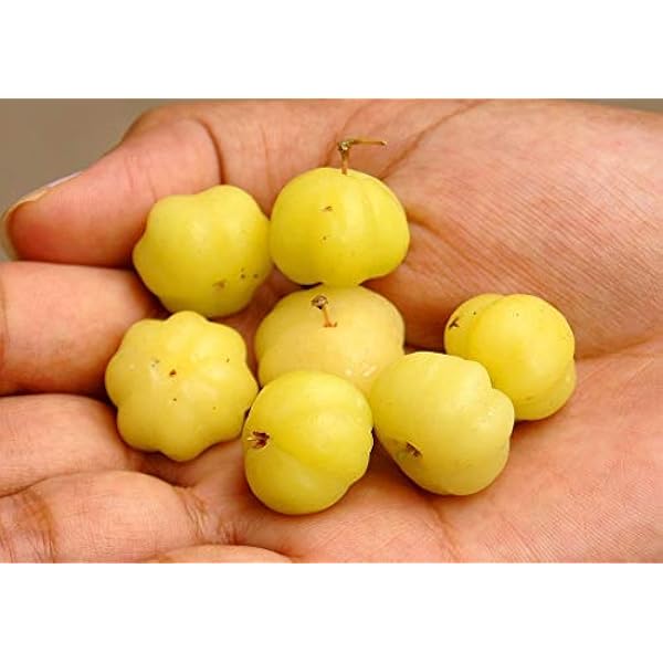 Amazon マヨム アメダマノキ の種 粒 種