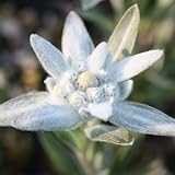 大平ウスユキソウ