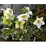 [ミヨシ]クリスマスローズ（原種系）：*スノーホワイト3号ポット3株セット