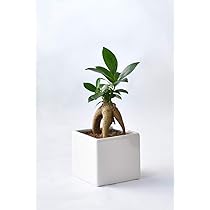 Amazon｜観葉植物 本物 ガジュマル（多幸の木） スクエアポット