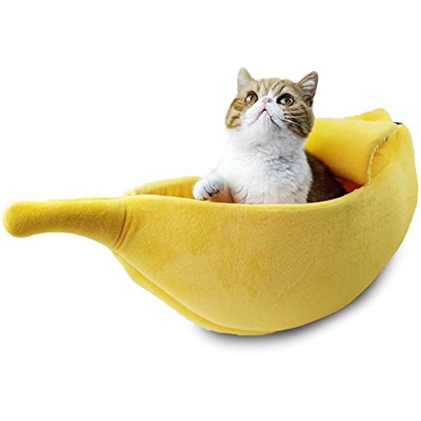 buy cat bed