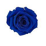 大地農園 プリザーブドフラワー プチシャーロット(16輪入り) インディゴブルー DO02591-661