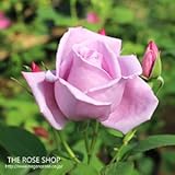 バラ苗 ブルームーン 国産大苗6号スリット鉢 ハイブリッドティー (HT) 四季咲き大輪 紫系