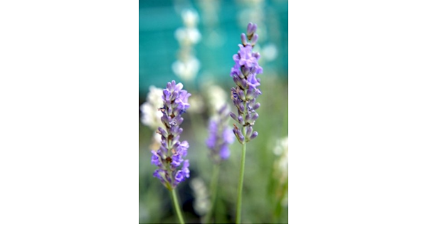 Amazon Co Jp グロッソ ラベンダー ラバンディン系 ハーブ苗 3号ポット Diy 工具 ガーデン