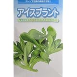 Amazon アイスプラント 9cmポット苗 野菜