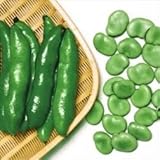 国華園　野菜たね　マメ　ソラマメ　清水一寸　1袋(8粒入)【※発送が国華園からの場合のみ正規品です】