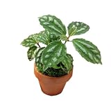 (観葉)テラコッタプランツ ミニ おまかせ観葉植物(お買い得3鉢セット) 本州・四国限定[生体]