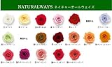 ネイチャーオールウェイズ社製プロフィータスタンダードローズ　[ピーチ]１輪１０％オフ　【プリザーブドフラワー】【バラ】【単品】【花材】