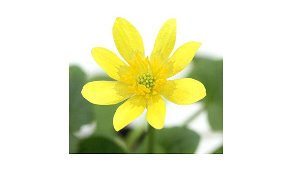 Amazon ビオトープ 水辺植物 姫リュウキンカ 姫立金花 黄系 1ポット 湿性植物 休眠株 Charm チャーム 生体水草 通販 Amazon ビオトープ 水辺植物 姫リュウキンカ 姫立金花 黄系 1ポット 湿性植物 休眠株 Charm チャーム 生体水草 通販