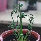 アルプカ（アルブカ） スピラリス 「フリズルシズル」　希少品種 不思議な植物