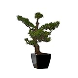 ALEKO ACB15 Cedar Pine Cypress Artificial Plant Bonsai for Home Office Patio Outdoor D?cor, 19.5' H 