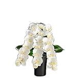 仏縁堂ブランド：光ファイバー使用の光る仏花【7色に変化する煌めくお花　テルミナ：胡蝶蘭】新盆　初盆　お盆用品　盆提灯　盆花　仏壇用仏具