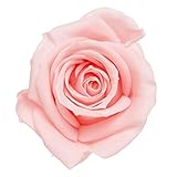 PｒｉMａｖｅｒａ プリザーブドフラワー ベベ (20輪入り) ライトピンク PR000863-006