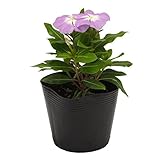 花市場直送便 花苗 日々草 紫 8入