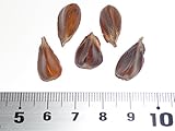 ムラサキブナ（銅葉ブナ） ［オランダ産］ 種子 5粒 Copper beech Netherlands 5 seeds