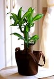 幸福の木 ドラセナ マッサン エコバック 観葉植物 インテリア グリーン
