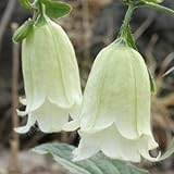 黄花ダブル咲きホタルブクロ