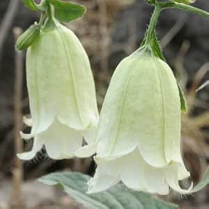 Amazon Co Jp 黄花ダブル咲きホタルブクロ ホーム キッチン