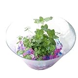 (水辺植物) 窓辺に恋するMint(妖精)の幸せ ムチカとミントのセット(説明書付)