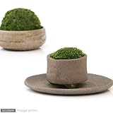 （観葉植物／苔）私の小さな苔盆栽　～益子焼の苔仕立て　その弐～　本州・四国限定