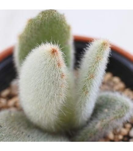Amazon.co.jp: ツキトジ 月兎耳 7.5cmポット 多肉植物 カランコエ 月兎