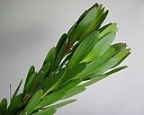 プリティマーメイド 生花 切花 切り花 ワイルドフラワー L/ロリオロムなど 5本