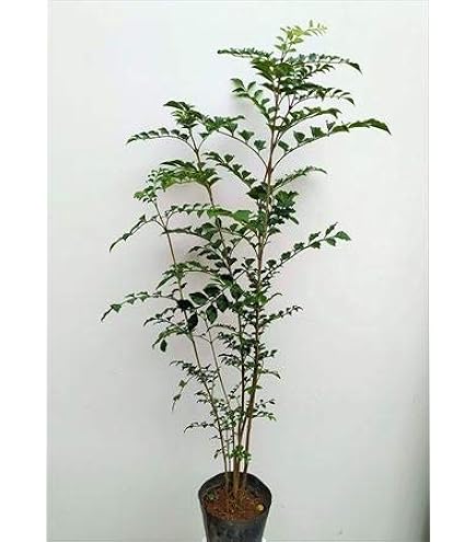 Amazon | シマトネリコ 株立 100 常緑樹！ | 植木