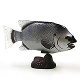 食玩 チョコエッグ 日本の動物 第5弾 141 イシダイ(♂)