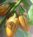 金黄色なす 18粒