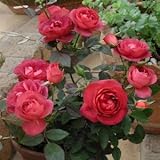 バラ苗 コーヒーオベーション 国産大苗6号スリット鉢 ミニチュア系パティオローズ 四季咲き中輪 ブラウン系