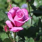 バラ苗 ショッキングブルー 国産大苗6号スリット鉢 フロリバンダ(FL) 四季咲き中輪 紫色系