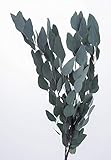 大地農園 プリザーブドフラワー グリーン 約65~70cm ポプルス DO001050-700 140g入
