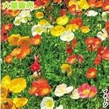 国華園　花たね　大量たね　アイスランドポピー　1袋(10g)【※発送が国華園からの場合のみ正規品です】