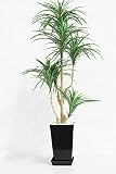 インテリアグリーン人工観葉植物、新ユッカW120・光触媒製品黒四角鉢受け皿付き