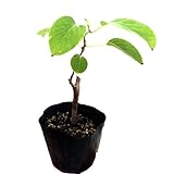 (山野草/盆栽) サルナシの苗(猿梨) 4号(1ポット) 家庭菜園 本州・四国限定[生体]